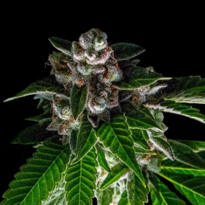 Baker's Delight od DNA Genetics nasiona marihuany