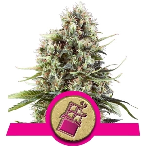 Chocolate Haze od Royal Queen Seeds nasiona marihuany