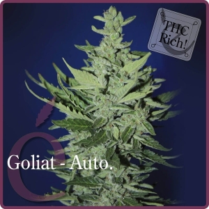 Goliat Auto od Elite Seeds nasiona marihuany