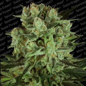 Durga Mata II CBD od Paradise Seeds nasiona marihuany