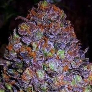 Purple Haze Auto od Original Sensible Seeds nasiona marihuany