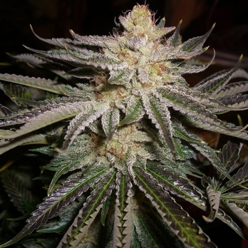 Original Sour Diesel