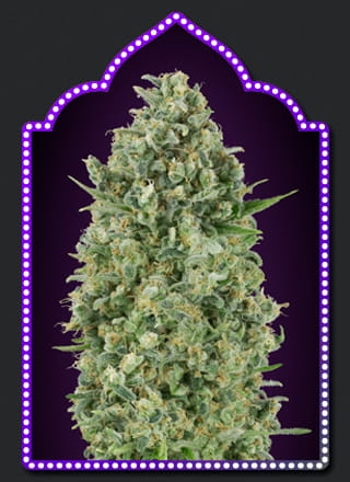 Critical Poison