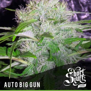 Auto Big Gun od Short Stuff Seedbank nasiona marihuany