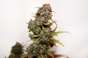 Auto Mini Gun od Seedsman nasiona marihuany