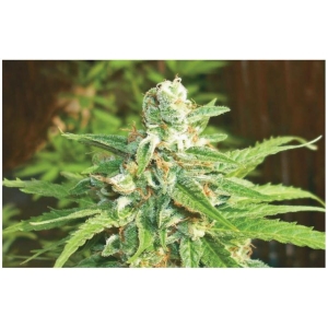 Auto Kratos od Biohazard Seeds nasiona marihuany