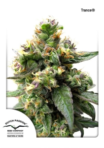 Trance od Dutch Passion nasiona marihuany