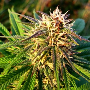 Blue Mystic Auto od Nirvana nasiona marihuany