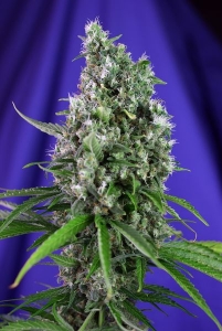 Sweet Trainwreck Auto od Sweet Seeds nasiona marihuany