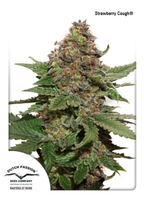 Strawberry Cough ® od Dutch Passion nasiona marihuany