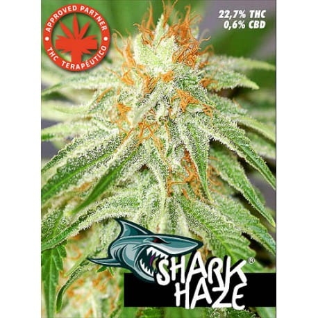 Shark Haze