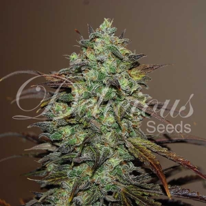 Eleven Roses od Delicious Seeds nasiona marihuany