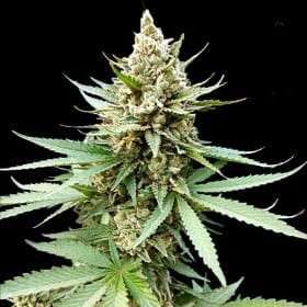 Blue OG od G13 Labs nasiona marihuany
