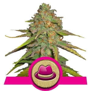 OG Kush  od Royal Queen Seeds nasiona marihuany