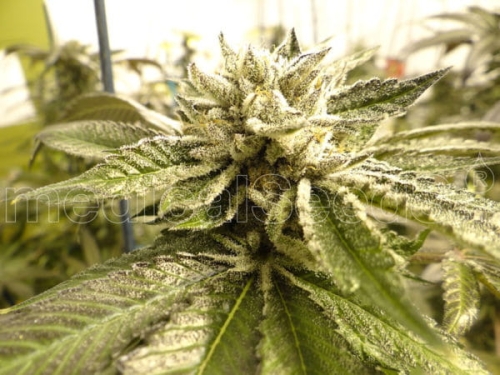 Canadian Kush