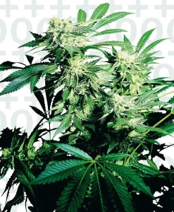 Skunk Kush od Sensi Seeds nasiona marihuany