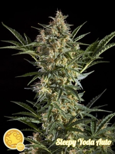 Sleepy Yoda Auto od Philosopher Seeds nasiona marihuany