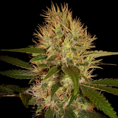 Martian Mean Green