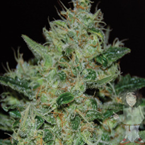 Freeze Cheese '89 od Big Buddha Seeds nasiona marihuany