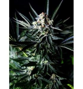 Amazing Auto od Absolute Cannabis Seeds nasiona marihuany