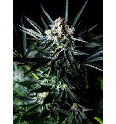 Amazing Auto