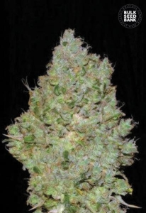Jack Hair od Bulk Seed Bank nasiona marihuany