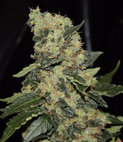 Berry Delight