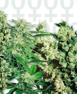 Feminized Mix od Sensi Seeds nasiona marihuany