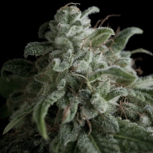 Nefertiti od Pyramid Seeds nasiona marihuany