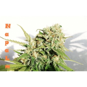 Napalm od Biohazard Seeds nasiona marihuany