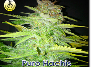 Puro Hachis od Kaya Spain Quality nasiona marihuany