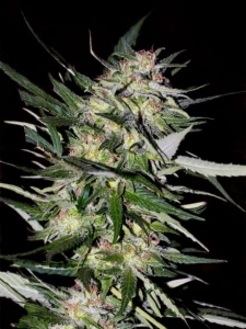 Jack Plant od Advanced Seeds nasiona marihuany