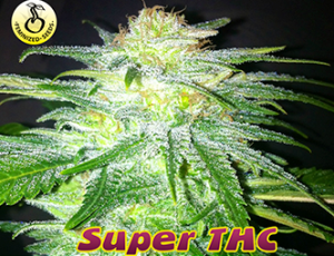 Super THC od Kaya Spain Quality nasiona marihuany