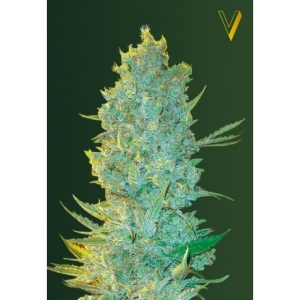 OG Kush od Victory Seeds nasiona marihuany
