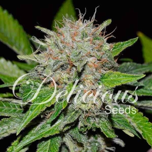 Deep Mandarine CBD od Delicious Seeds nasiona marihuany