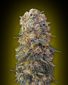 Sweet Critical od 00 Seeds Bank nasiona marihuany