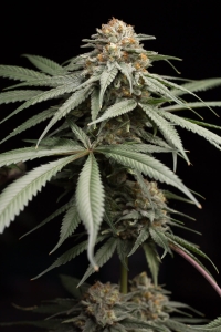 Sunrise Sherbert od Humboldt Seeds nasiona marihuany