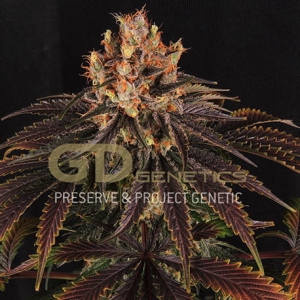 Mr Bubba od Green Devil Genetics nasiona marihuany