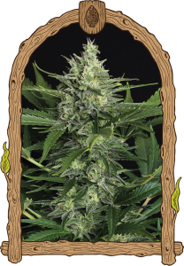 Green Gummy Auto od Exotic Seed nasiona marihuany