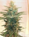 Lemon Kush