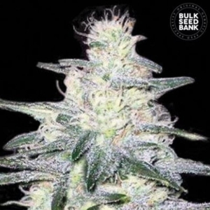 Locomotive od Bulk Seed Bank nasiona marihuany