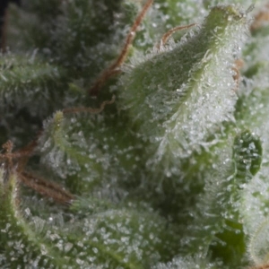 Auto Shark od Pyramid Seeds nasiona marihuany