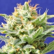 Auto Skunk od Original Sensible Seeds nasiona marihuany
