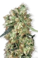 Dutch Haze