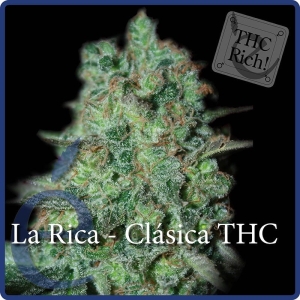 La Rica Classic THC od Elite Seeds nasiona marihuany