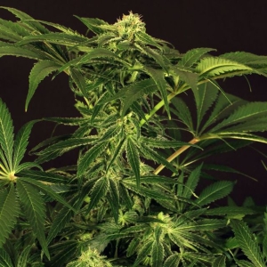 Green Gummy od Exotic Seed nasiona marihuany