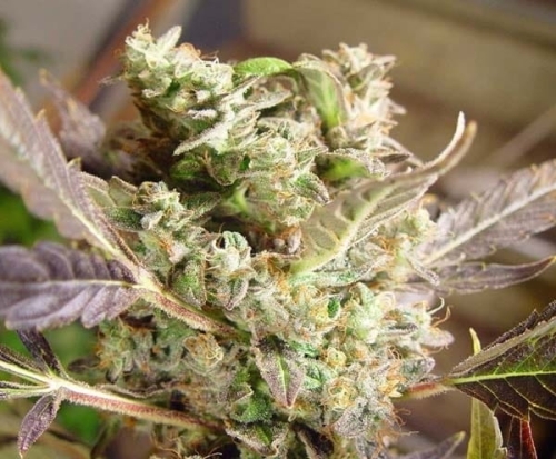 Somango