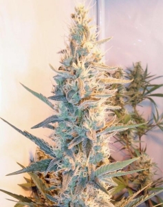 Outdoor Grapefruit od Female Seeds nasiona marihuany