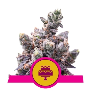 Wedding Gelato  od Royal Queen Seeds nasiona marihuany