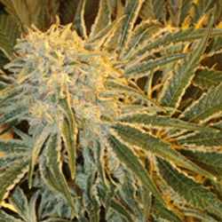 OGNL Feminized